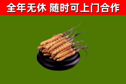 封丘烟酒回收冬虫夏草.jpg