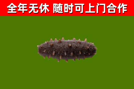封丘烟酒回收干海参.jpg